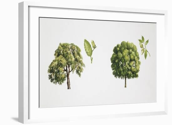 Oak (Quercus Sp.)-null-Framed Giclee Print