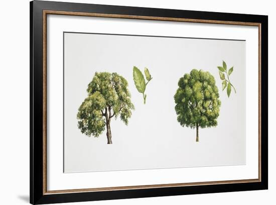 Oak (Quercus Sp.)-null-Framed Giclee Print