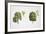 Oak (Quercus Sp.)-null-Framed Giclee Print