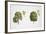 Oak (Quercus Sp.)-null-Framed Giclee Print