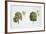 Oak (Quercus Sp.)-null-Framed Giclee Print