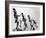 Oak Ridge High School Drum Majorettes on the Football Field. 1946-Ed Westcott-Framed Photo