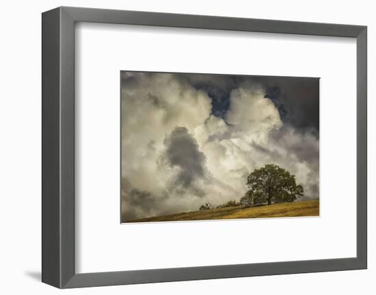 Oak’s Embrace-David Lorenz Winston-Framed Art Print