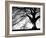 Oak Silhouette-PhotoINC Studio-Framed Art Print