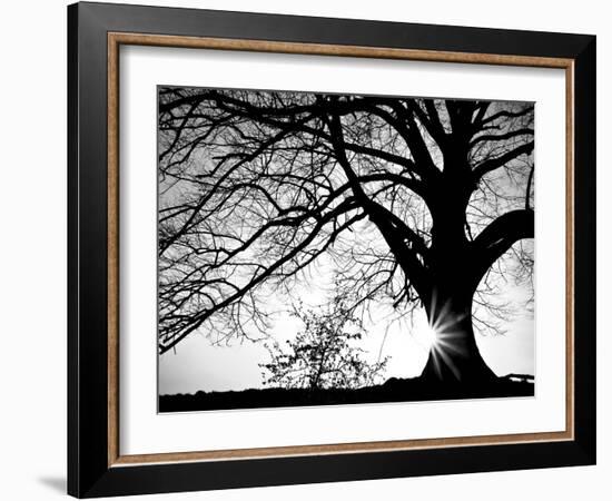 Oak Silhouette-PhotoINC Studio-Framed Art Print