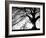 Oak Silhouette-PhotoINC Studio-Framed Art Print