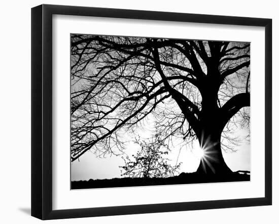 Oak Silhouette-PhotoINC Studio-Framed Art Print