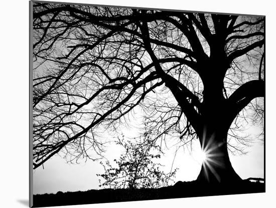 Oak Silhouette-PhotoINC Studio-Mounted Art Print