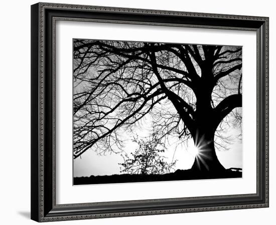 Oak Silhouette-PhotoINC Studio-Framed Art Print