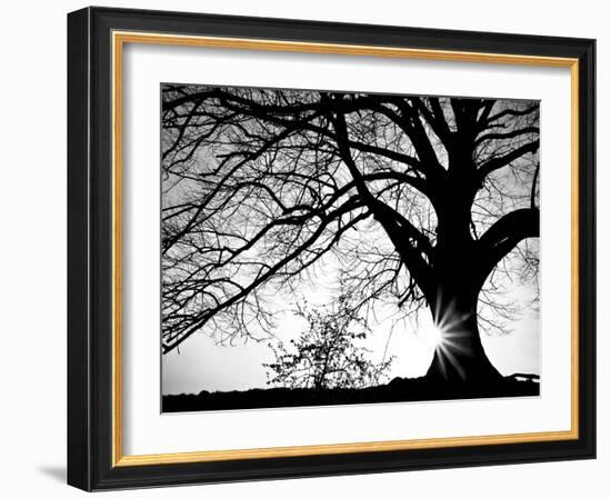 Oak Silhouette-PhotoINC Studio-Framed Art Print