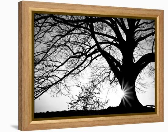 Oak Silhouette-PhotoINC Studio-Framed Stretched Canvas