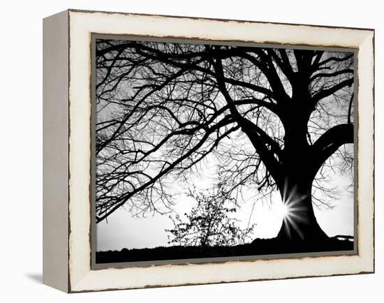 Oak Silhouette-PhotoINC Studio-Framed Stretched Canvas