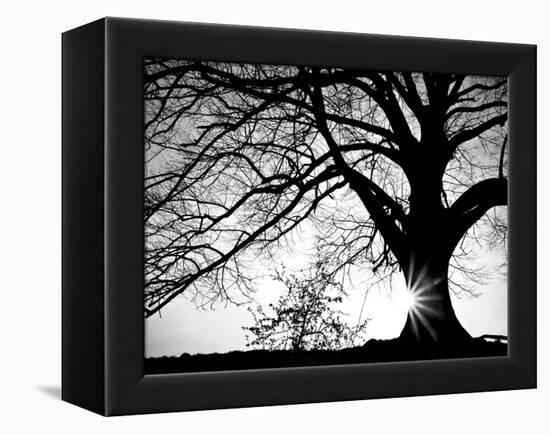 Oak Silhouette-PhotoINC Studio-Framed Stretched Canvas