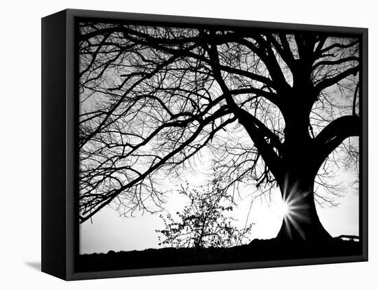 Oak Silhouette-PhotoINC Studio-Framed Stretched Canvas