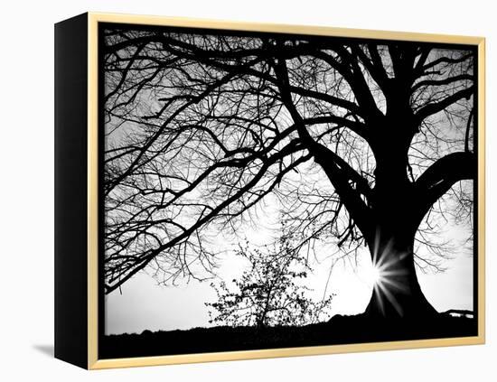 Oak Silhouette-PhotoINC Studio-Framed Stretched Canvas