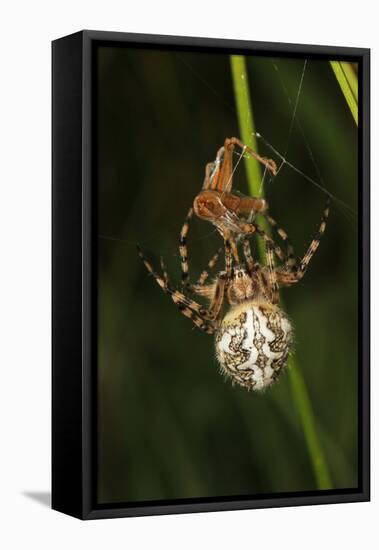 Oak Spider with Prey, Grasshopper, Spinning-Harald Kroiss-Framed Premier Image Canvas