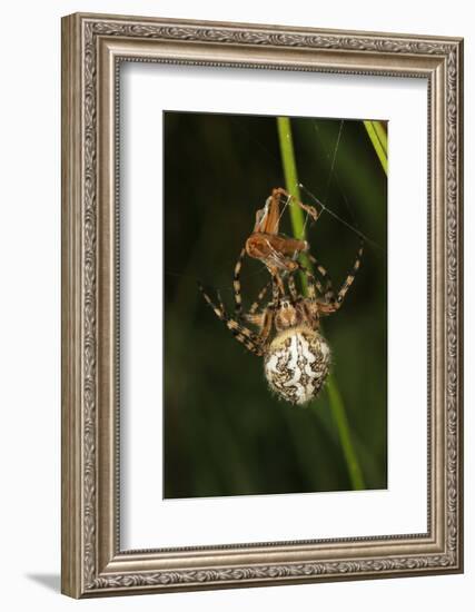 Oak Spider with Prey, Grasshopper, Spinning-Harald Kroiss-Framed Photographic Print