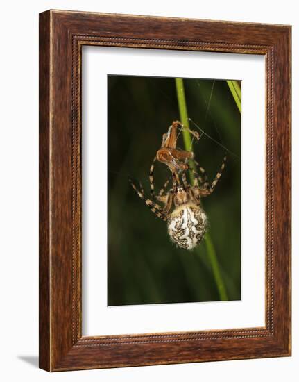 Oak Spider with Prey, Grasshopper, Spinning-Harald Kroiss-Framed Photographic Print