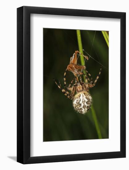 Oak Spider with Prey, Grasshopper, Spinning-Harald Kroiss-Framed Photographic Print