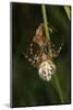 Oak Spider with Prey, Grasshopper, Spinning-Harald Kroiss-Mounted Photographic Print