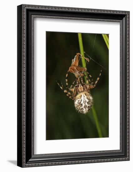 Oak Spider with Prey, Grasshopper, Spinning-Harald Kroiss-Framed Photographic Print