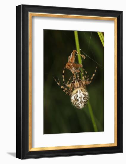 Oak Spider with Prey, Grasshopper, Spinning-Harald Kroiss-Framed Photographic Print