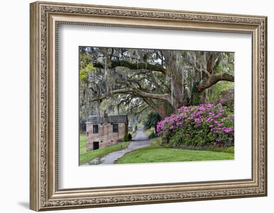 Oak Springtime azalea blooming, Charleston, South Carolina.-Darrell Gulin-Framed Photographic Print
