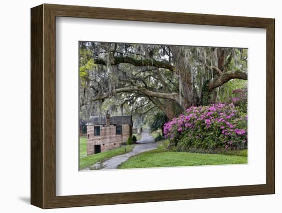 Oak Springtime azalea blooming, Charleston, South Carolina.-Darrell Gulin-Framed Photographic Print