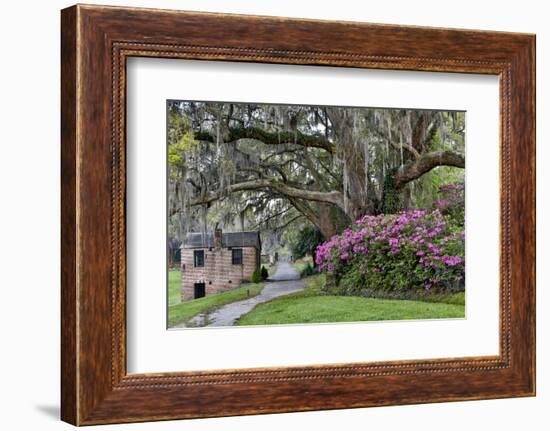 Oak Springtime azalea blooming, Charleston, South Carolina.-Darrell Gulin-Framed Photographic Print