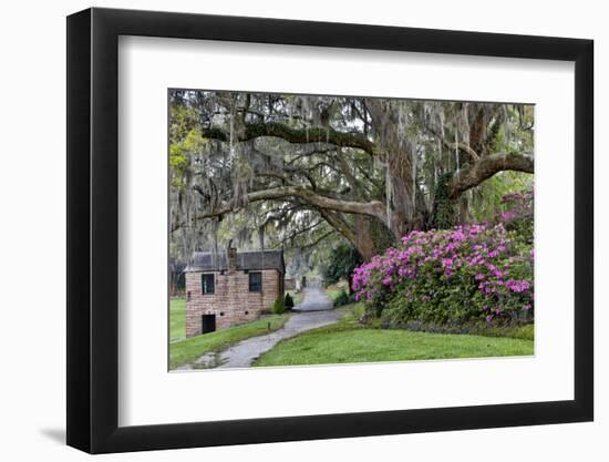 Oak Springtime azalea blooming, Charleston, South Carolina.-Darrell Gulin-Framed Photographic Print