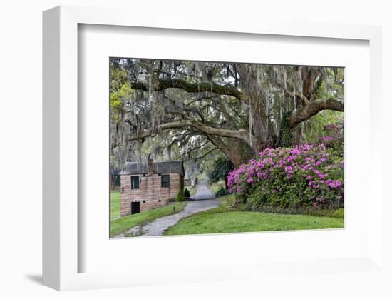 Oak Springtime azalea blooming, Charleston, South Carolina.-Darrell Gulin-Framed Photographic Print