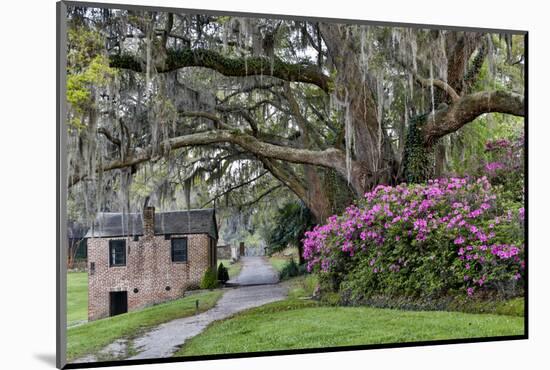 Oak Springtime azalea blooming, Charleston, South Carolina.-Darrell Gulin-Mounted Photographic Print