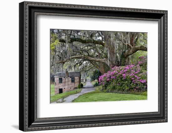 Oak Springtime azalea blooming, Charleston, South Carolina.-Darrell Gulin-Framed Photographic Print