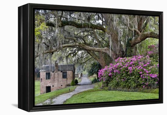 Oak Springtime azalea blooming, Charleston, South Carolina.-Darrell Gulin-Framed Premier Image Canvas