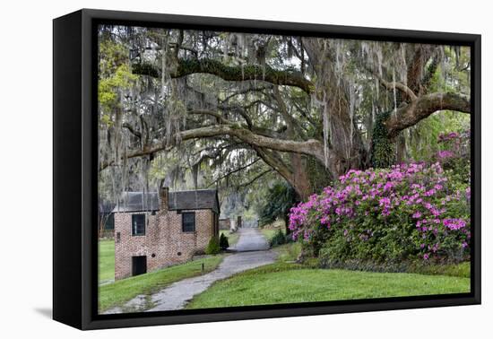 Oak Springtime azalea blooming, Charleston, South Carolina.-Darrell Gulin-Framed Premier Image Canvas