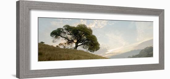 Oak Tree #10 Pano-Alan Blaustein-Framed Photographic Print