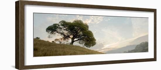 Oak Tree #10 Pano-Alan Blaustein-Framed Photographic Print