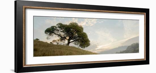 Oak Tree #10 Pano-Alan Blaustein-Framed Photographic Print