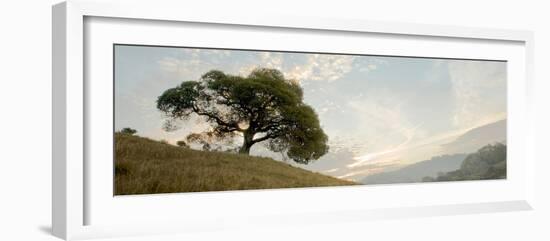 Oak Tree #10 Pano-Alan Blaustein-Framed Photographic Print