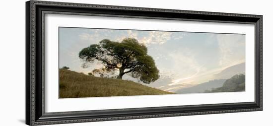 Oak Tree #10 Pano-Alan Blaustein-Framed Photographic Print