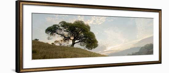 Oak Tree #10 Pano-Alan Blaustein-Framed Photographic Print