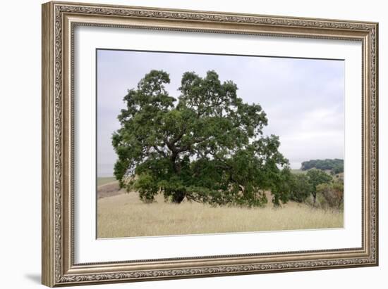 Oak Tree #107-Alan Blaustein-Framed Photographic Print