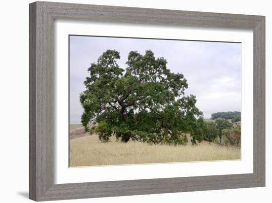 Oak Tree #107-Alan Blaustein-Framed Photographic Print