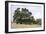 Oak Tree #107-Alan Blaustein-Framed Photographic Print