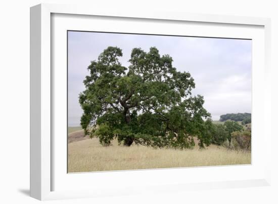 Oak Tree #107-Alan Blaustein-Framed Photographic Print