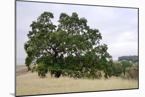 Oak Tree #107-Alan Blaustein-Mounted Photographic Print