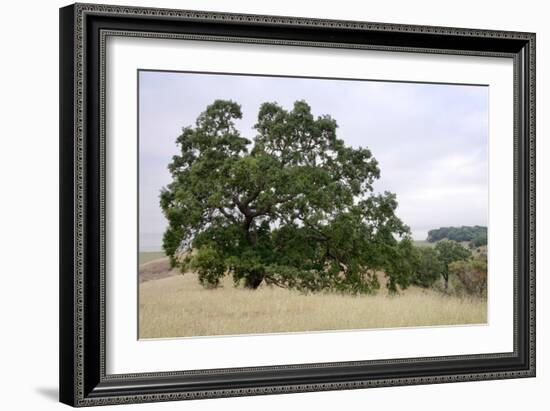 Oak Tree #107-Alan Blaustein-Framed Photographic Print