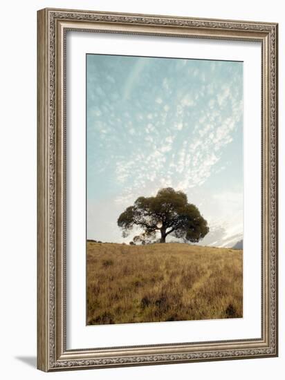 Oak Tree #12-Alan Blaustein-Framed Photographic Print