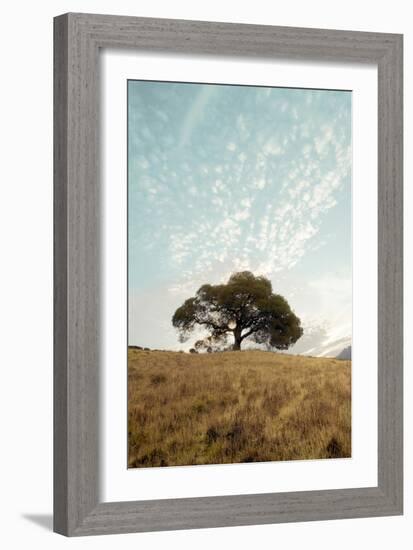 Oak Tree #12-Alan Blaustein-Framed Photographic Print