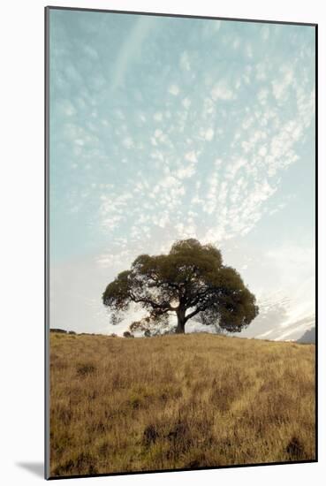 Oak Tree #12-Alan Blaustein-Mounted Photographic Print